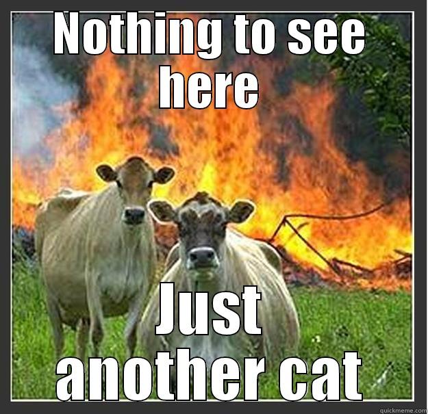 Asshole cows - NOTHING TO SEE HERE JUST ANOTHER CAT Evil cows