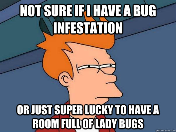 Not sure if i have a bug infestation or just super lucky to have a room full of lady bugs  Futurama Fry