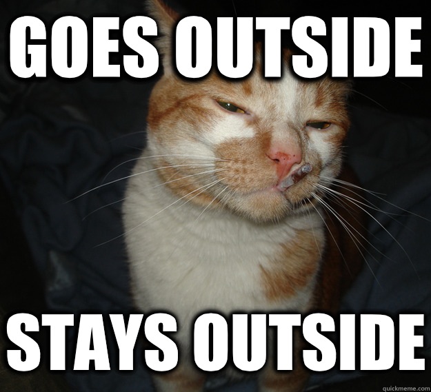 Goes outside Stays outside - Goes outside Stays outside  Good Guy Cat