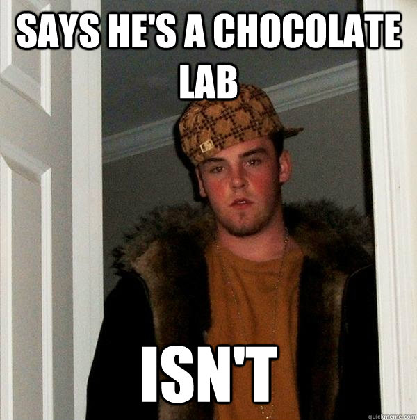 Says he's a chocolate lab Isn't - Says he's a chocolate lab Isn't  Scumbag Steve