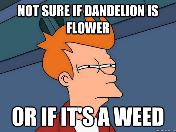 Not sure if dandelion is flower or if it's a weed  Futurama Fry