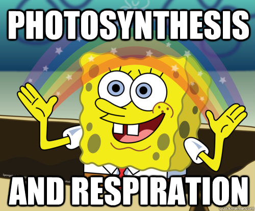 Photosynthesis and Respiration  