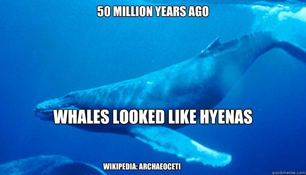 50 million years ago whales looked like hyenas wikipedia: archaeoceti  