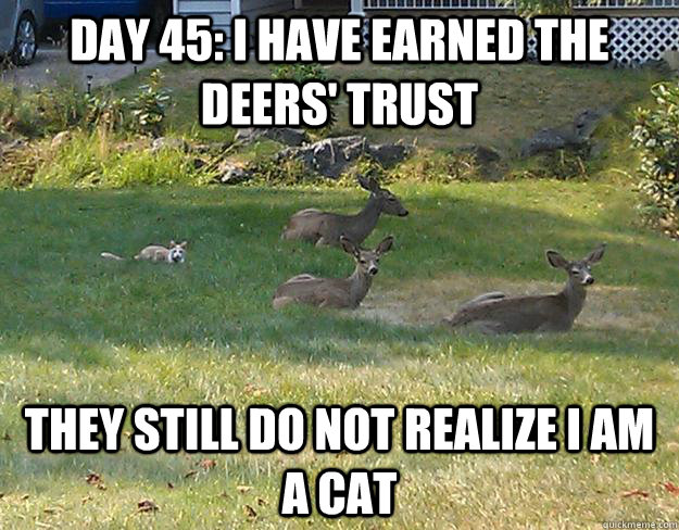 Day 45: I have earned the deers' trust They still do not realize I am a cat - Day 45: I have earned the deers' trust They still do not realize I am a cat  My deer kitty