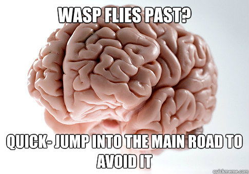 WASP FLIES PAST? QUICK- JUMP INTO THE MAIN ROAD TO AVOID IT  Scumbag Brain