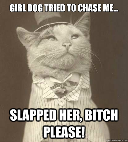 Girl Dog tried to chase me...
 slapped her, Bitch Please!  Aristocat