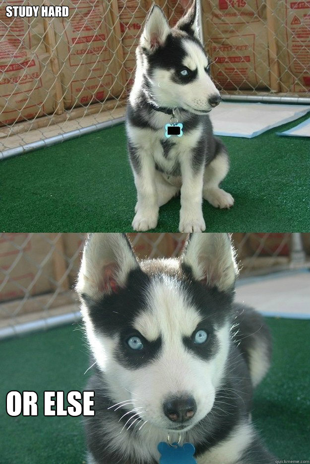 study hard or else  Insanity puppy