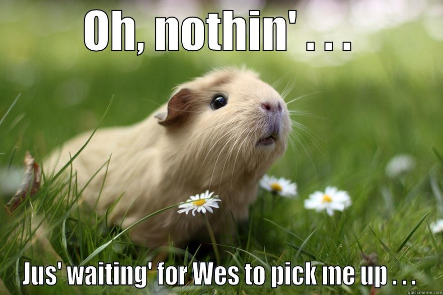 Lonely Guinea Pig - OH, NOTHIN' . . . JUS' WAITING' FOR WES TO PICK ME UP . . . Misc