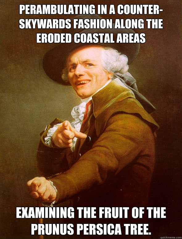 Perambulating in a counter-skywards fashion along the eroded coastal areas examining the fruit of the  Prunus persica tree.  Joseph Ducreux