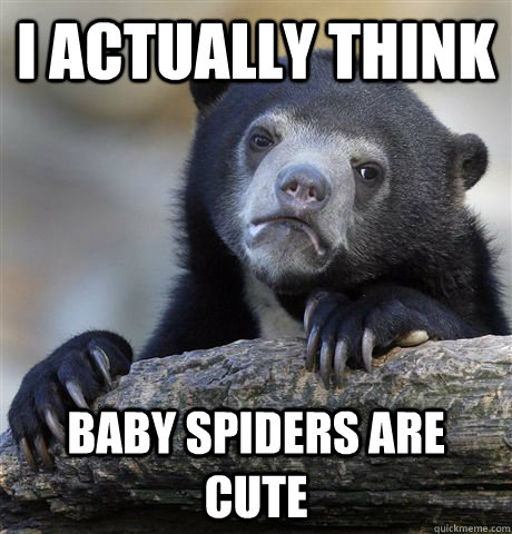 I ACTUALLY THINK BABY SPIDERS ARE CUTE  Confession Bear