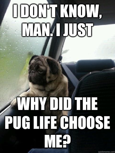 i don't know, man. i just why did the pug life choose me?  