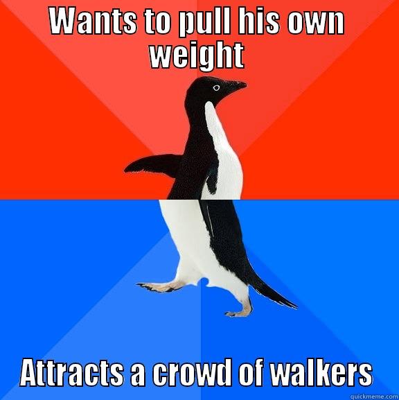 WANTS TO PULL HIS OWN WEIGHT ATTRACTS A CROWD OF WALKERS Socially Awesome Awkward Penguin