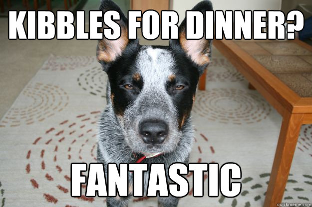 Kibbles for dinner? Fantastic  Unimpressed Roger