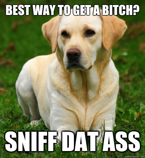 Best way to get a bitch? Sniff dat ass  Dog Logic