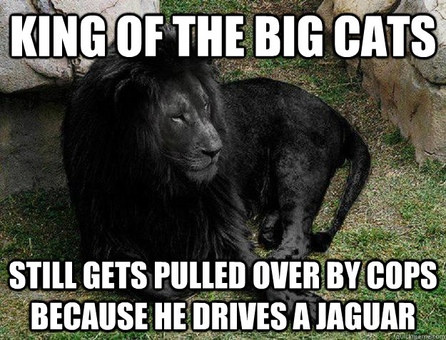 King of the big cats Still gets pulled over by cops because he drives a jaguar - King of the big cats Still gets pulled over by cops because he drives a jaguar  Black Lion Problems