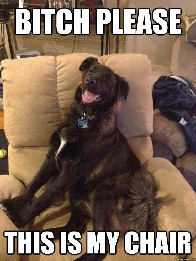 Bitch please This is my chair  Dog Troll Face