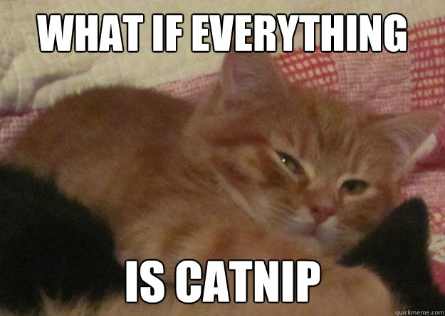 What if everything is catnip  10 cat