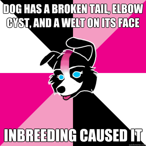 DOG HAS A BROKEN TAIL, ELBOW CYST, AND A WELT ON ITS FACE INBREEDING CAUSED IT  