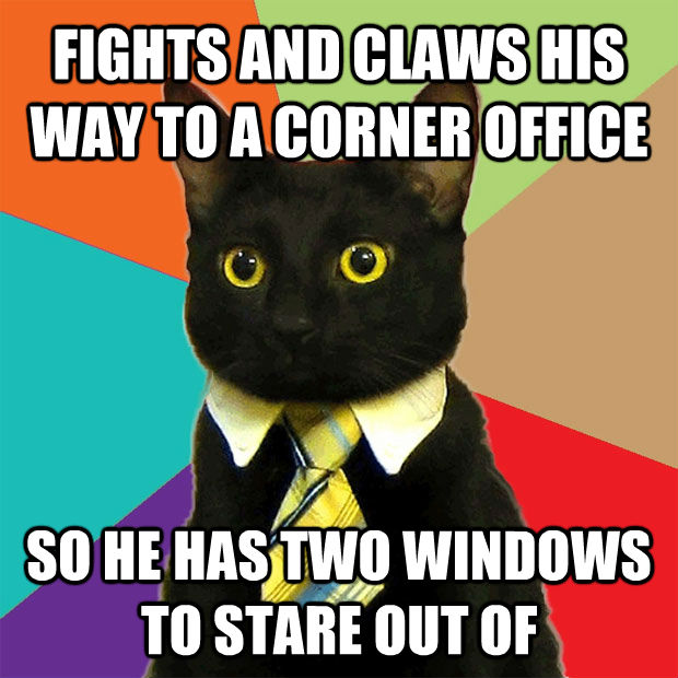 FIGHTS AND CLAWS HIS WAY TO A CORNER OFFICE SO HE HAS TWO WINDOWS TO STARE OUT OF  Business Cat