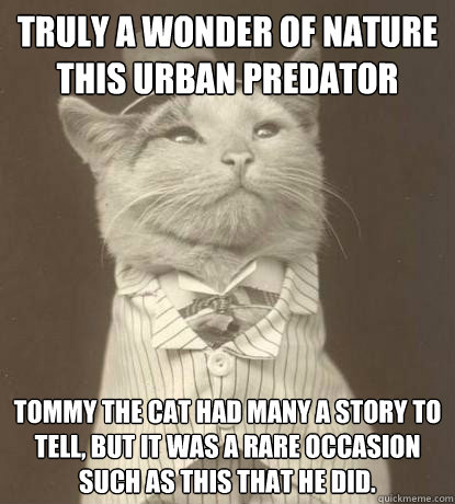 Truly a wonder of nature this urban predator tommy the cat had many a story to tell, but it was a rare occasion such as this that he did.  Aristocat