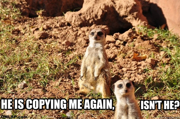 he is copying me again, isn't he?  meerkat copy