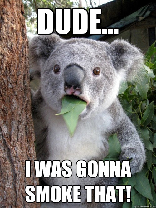 dude... I was gonna smoke that!  koala bear