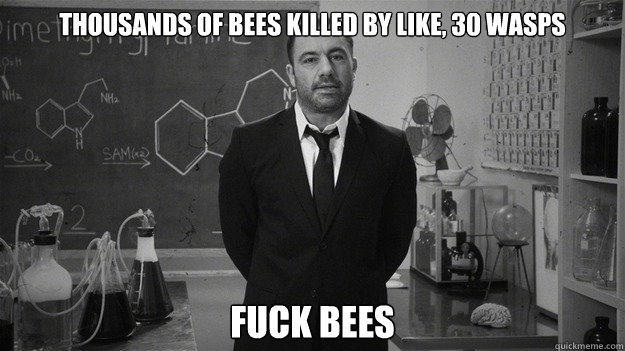 Thousands of bees killed by like, 30 wasps Fuck bees  Joe Rogan