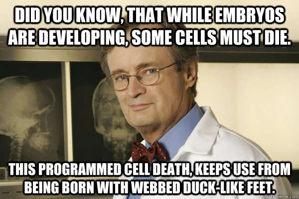 Did you know, that while embryos are developing, some cells must die. This programmed cell death, keeps use from being born with webbed duck-like feet. - Did you know, that while embryos are developing, some cells must die. This programmed cell death, keeps use from being born with webbed duck-like feet.  Fun Fact Advice Mallard