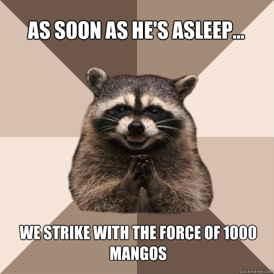 as soon as he's asleep... we strike with the force of 1000 mangos  Evil Plotting Raccoon