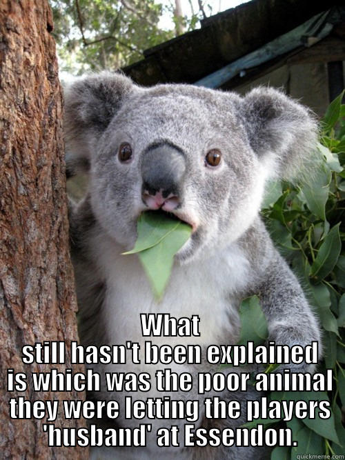  WHAT STILL HASN'T BEEN EXPLAINED IS WHICH WAS THE POOR ANIMAL THEY WERE LETTING THE PLAYERS 'HUSBAND' AT ESSENDON. koala bear