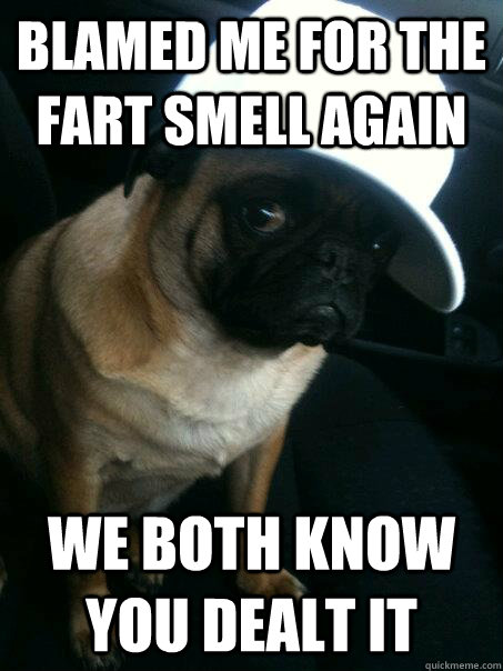 Blamed me for the fart smell again We both know you dealt it  Tonka the Pug