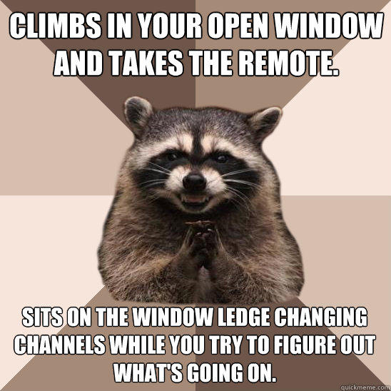 Climbs in your open window and takes the remote. Sits on the window ledge changing channels while you try to figure out what's going on.  