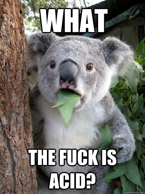 WHat the fuck is acid? - WHat the fuck is acid?  koala bear