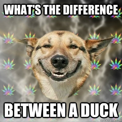 What's the difference between a duck  Stoner Dog