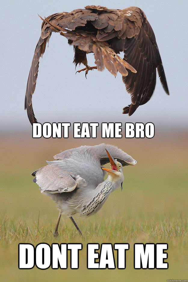 dont eat me bro dont eat me  Dont eat me Bro