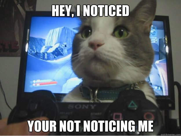 Hey, I noticed your not noticing me - Hey, I noticed your not noticing me  NO BAD KITTY