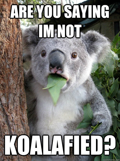 are you saying im not koalafied? - are you saying im not koalafied?  koala bear