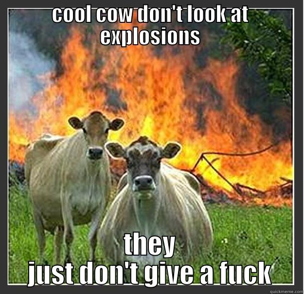 COOL COW DON'T LOOK AT EXPLOSIONS THEY JUST DON'T GIVE A FUCK Evil cows