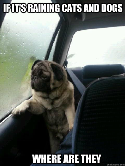 if it's raining cats and dogs where are they - if it's raining cats and dogs where are they  Pensive Asian Pug