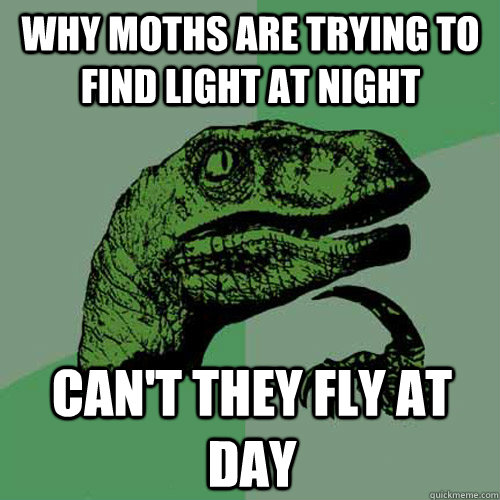 Why moths are trying to find light at night can't they fly at day  Philosoraptor