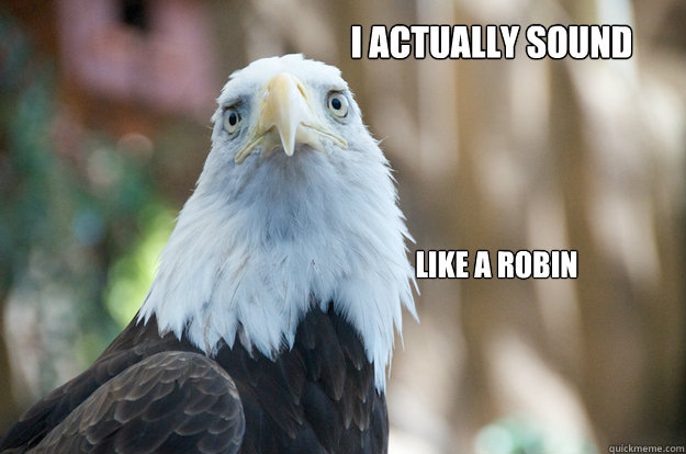 I actually sound like a robin  Confession Bald Eagle