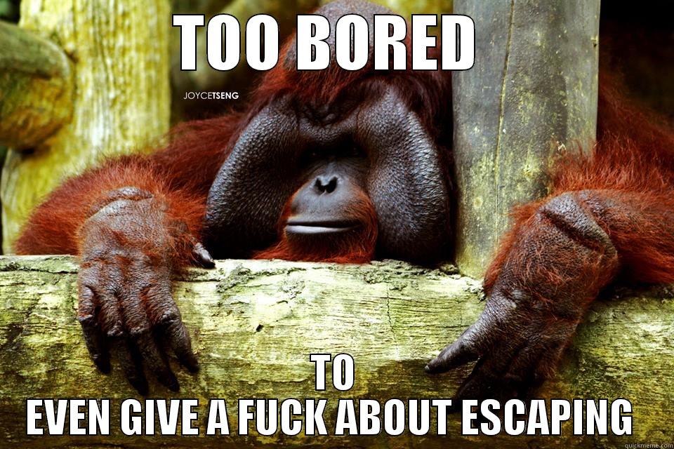 TOO BORED  TO EVEN GIVE A FUCK ABOUT ESCAPING  Misc