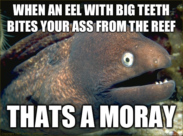 When an eel with big teeth bites your ass from the reef thats a Moray  Bad Joke Eel