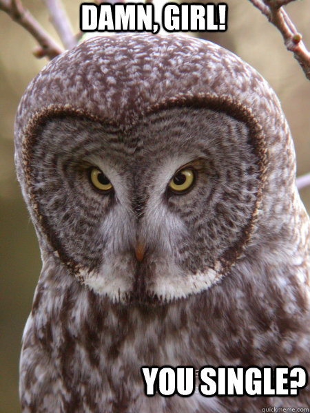 Damn, girl! You Single? - Damn, girl! You Single?  Creeper Owl