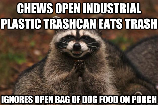 chews open industrial plastic trashcan eats trash ignores open bag of dog food on porch  Evil Plotting Raccoon