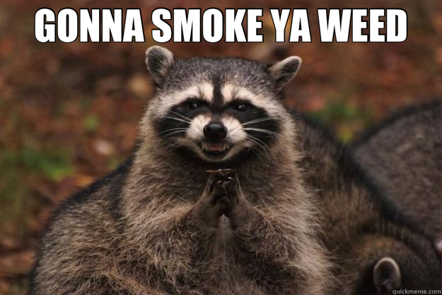 GONNA SMOKE YA WEED   Evil Plotting Raccoon