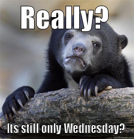 REALLY? ITS STILL ONLY WEDNESDAY? Confession Bear