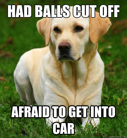 had balls cut off afraid to get into car  Dog Logic