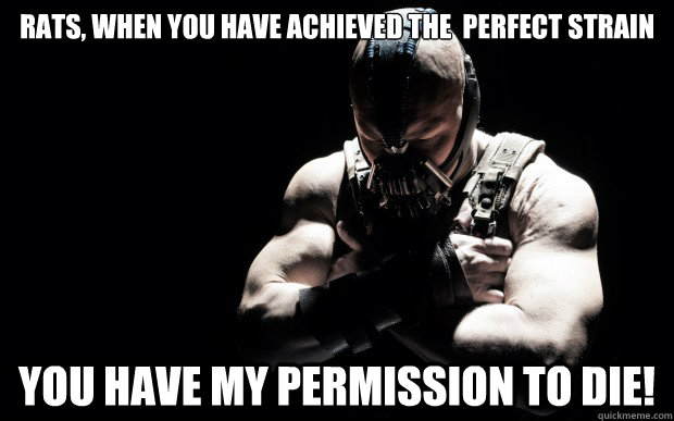 Rats, When you have achieved the  perfect strain You have my permission to die! - Rats, When you have achieved the  perfect strain You have my permission to die!  VMI Bane strain