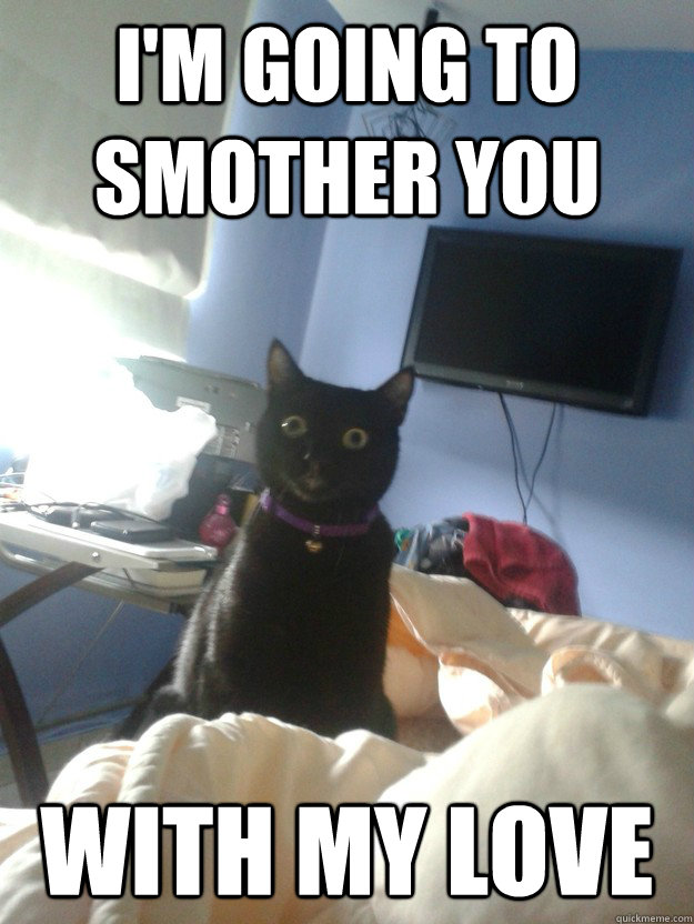 I'm going to smother you With my love  overly attached cat